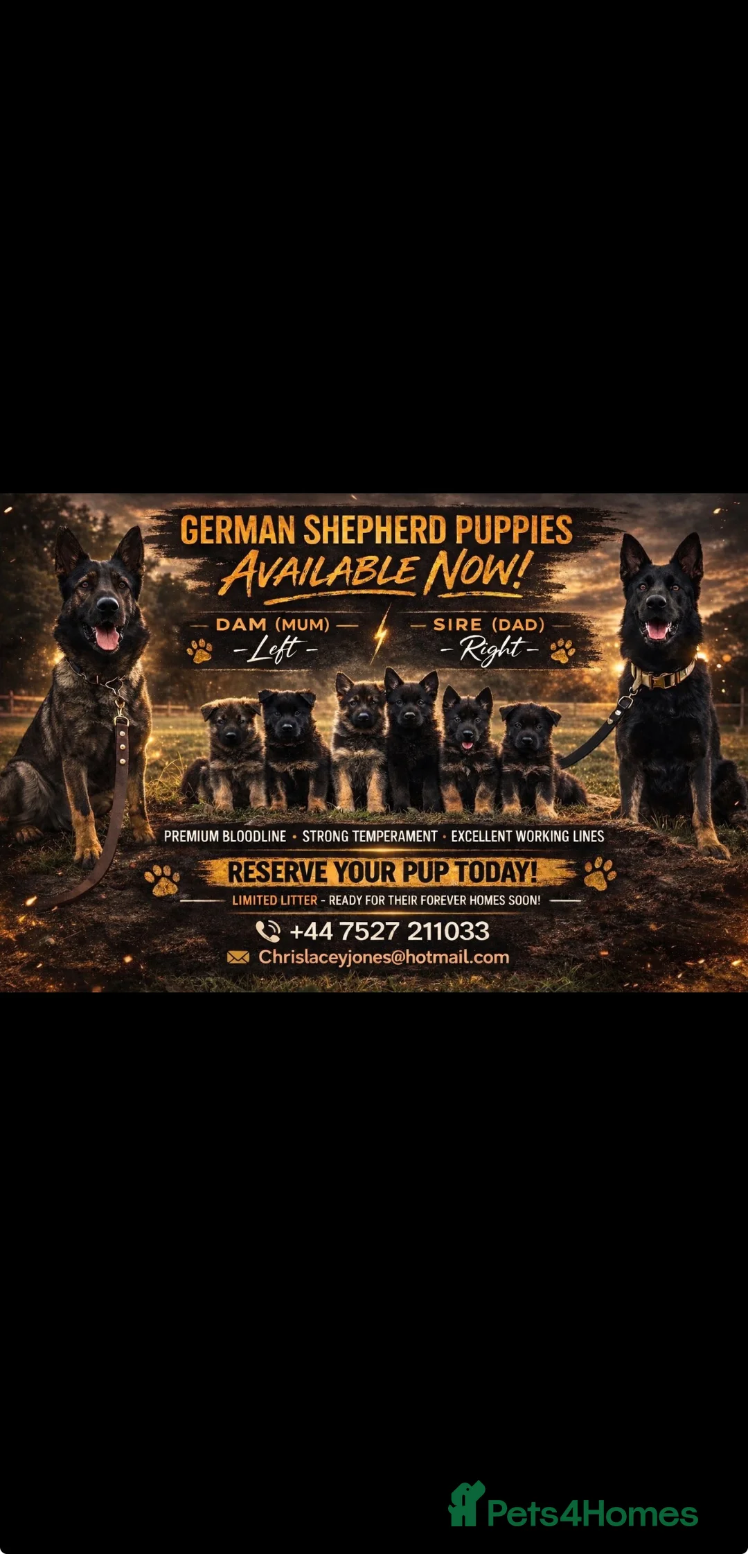 German Shepherd dogs for sale: Beautiful German shepherd puppies  - Advert 1