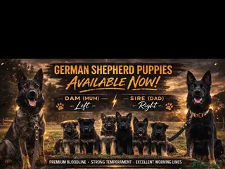 German Shepherd dogs Beautiful German shepherd puppies - Advert 2