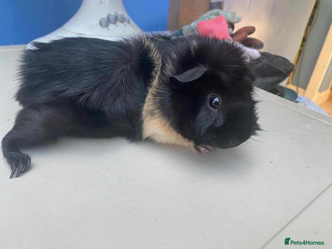 Guinea Pig rodents for sale: Beautiful boar/boy guinea pigs for sale  in King's Lynn - Image 8
