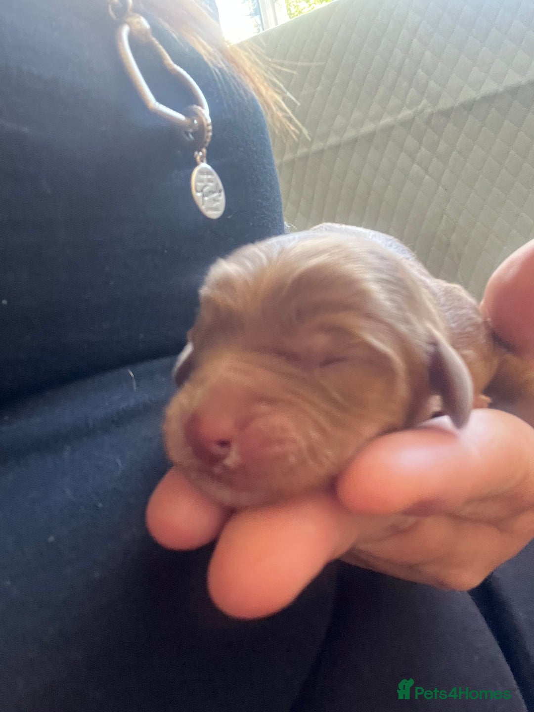 Cockapoo dogs for sale: Beautiful cockerpoo puppies  - Image 14