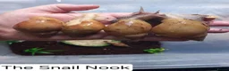 Snails invertebrates for sale: Giant African Land Snails Juveniles in Milton Keynes - Advert 12