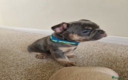French Bulldog dogs for sale: Rosie litter  - Image 23
