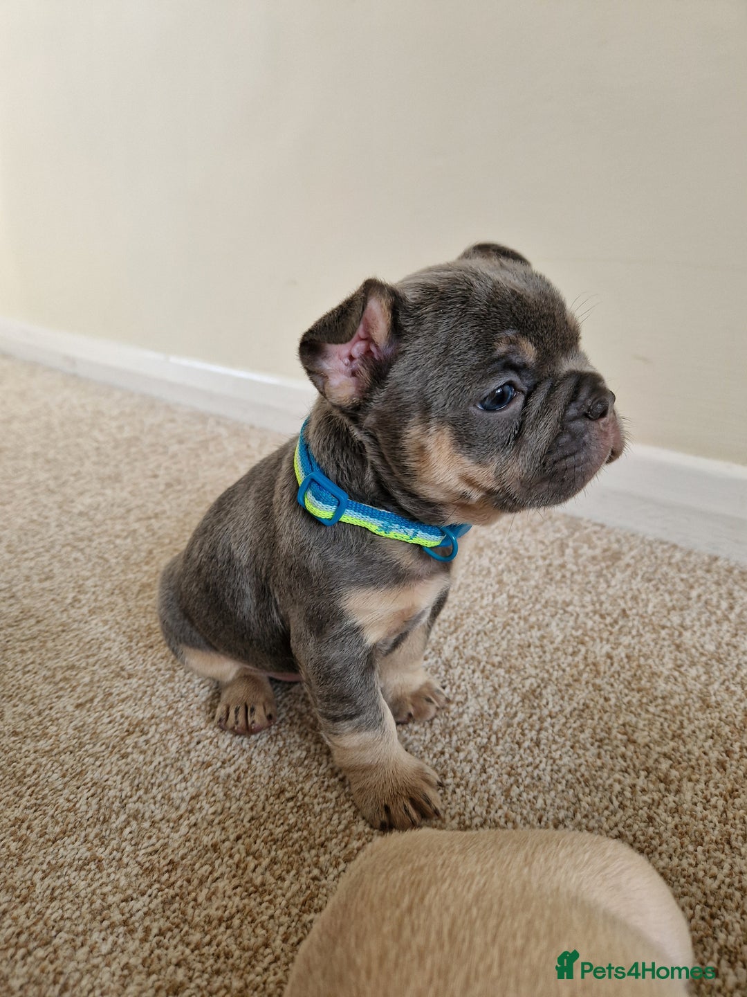 French Bulldog dogs for sale: Rosie litter  - Image 23