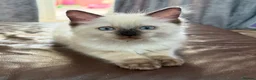 Ragdoll cats for sale: Stunning male ragdoll - Advert 6