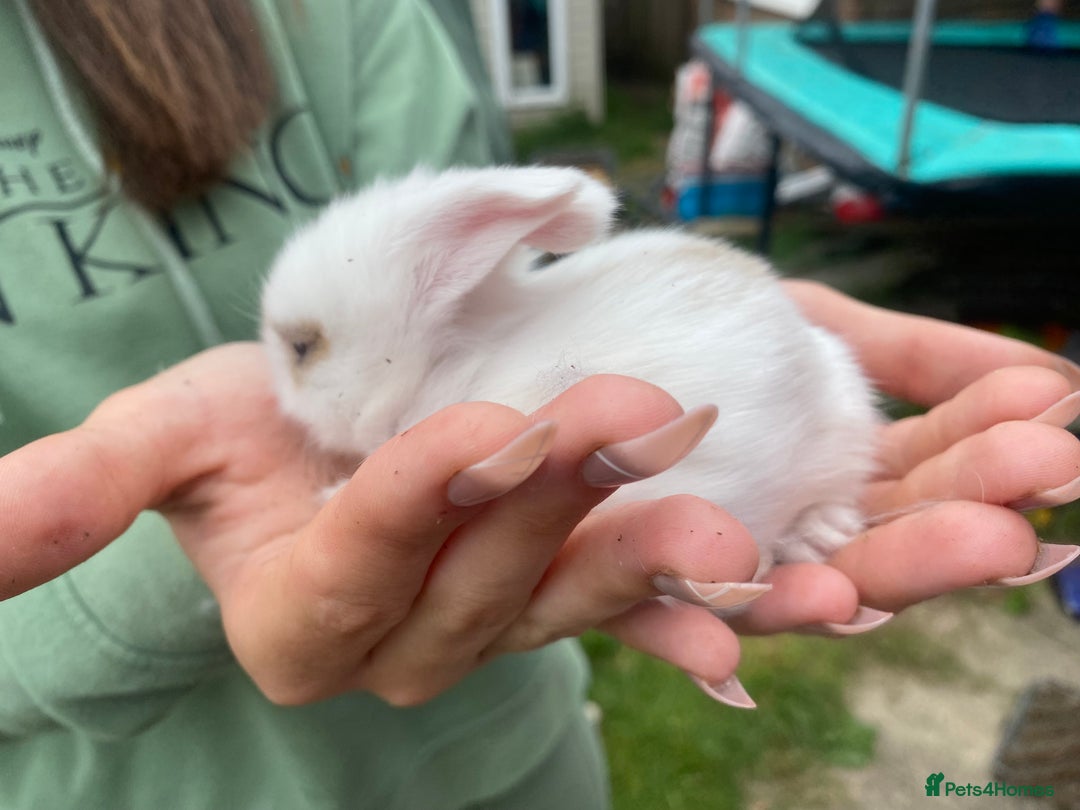 Mini Lion Lop rabbits for sale: Baby rabbit  - Image 3