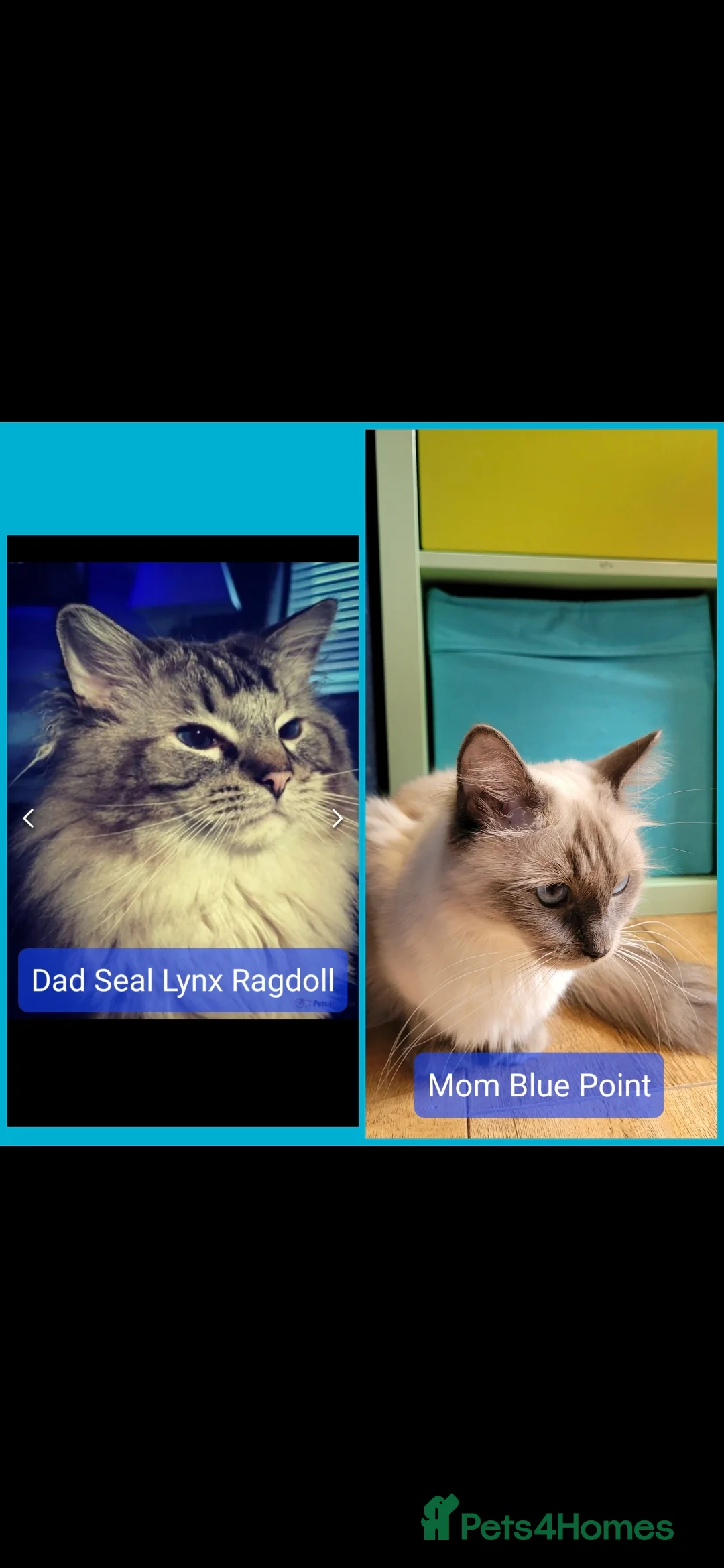 Ragdoll cats for sale: Ragdoll Kittens  in Paisley - Advert 2