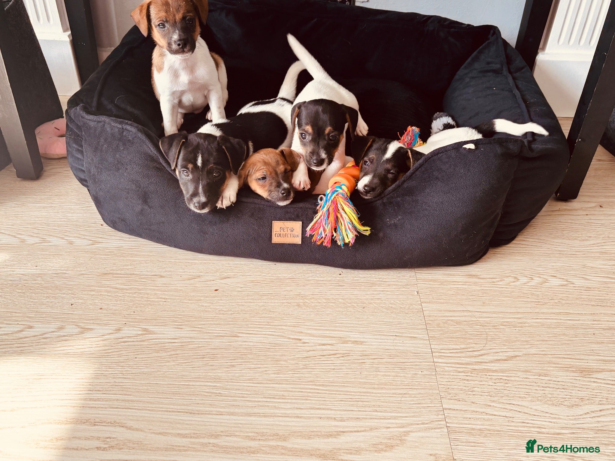 Jack Russell dogs 4  Jack Russell puppys left  - Advert 14