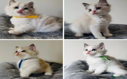 Ragdoll cats for sale: Stunning full pedigree EU Ragdoll kittens  - Image 1