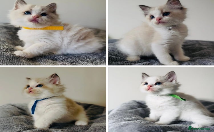Ragdoll cats - Advert 2