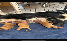 Miniature Poodle dogs for stud: Rusty ❤️ - Professional stud service  - Image 6