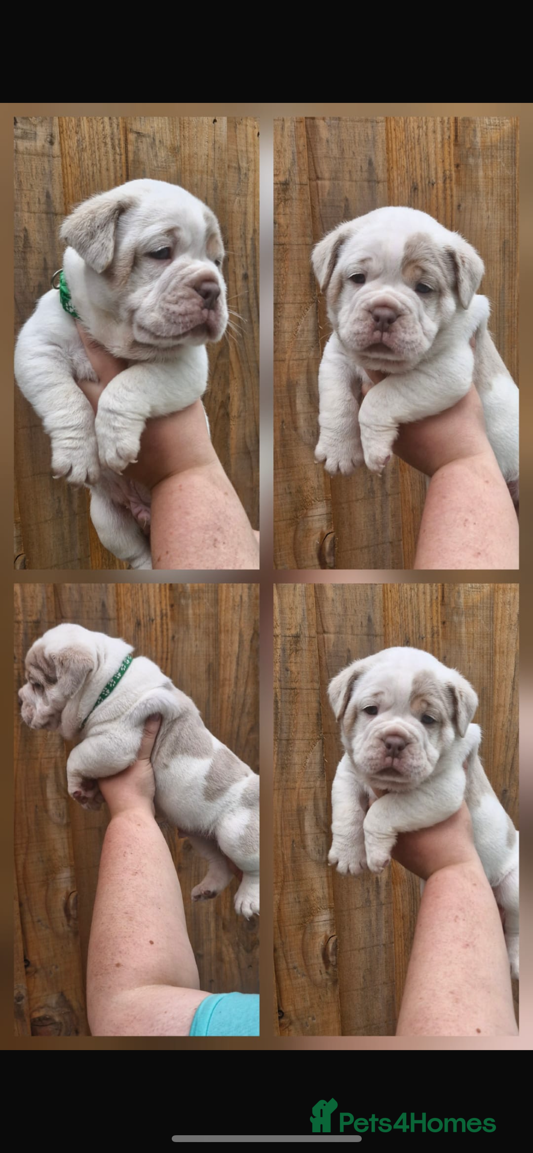 Olde English Bulldogge dogs for sale: Out standing old English bulldog male available - Image 4