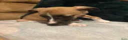 Whippet dogs for sale: Stunning Whippet Puppies 1 Girl & 6 Boys - Advert 1