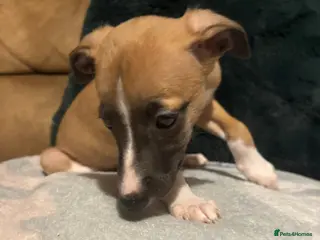 Whippet dogs Stunning Whippet Puppies 1 Girl & 6 Boys - Advert 7