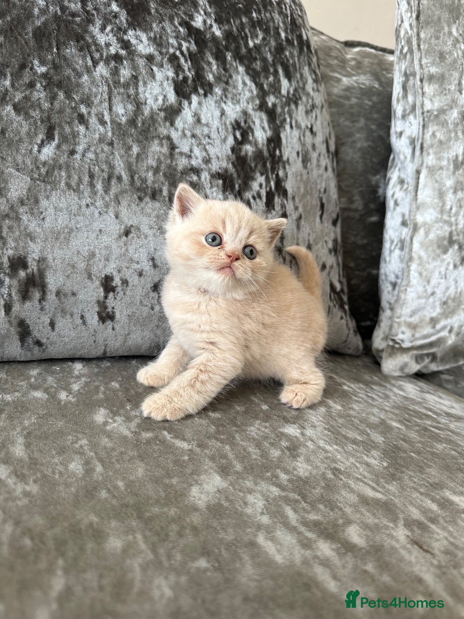 Scottish Fold cats 🦉Scottish Fold & Scottish Straights TICA REG🦉 - Advert 2