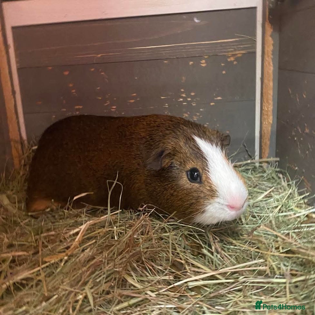 Guinea Pig rodents for sale: Bonded male guinea pigs - Image 1