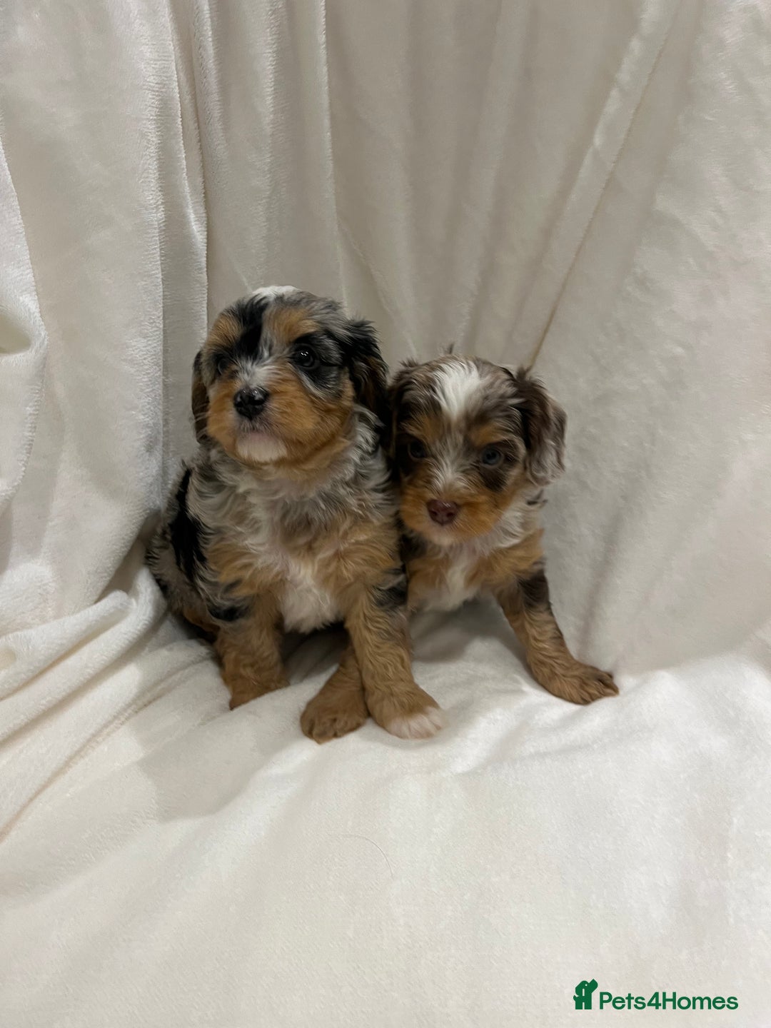 Cavapoo dogs for sale: Rare extensively health tested chocolate cavapoos - Advert 18