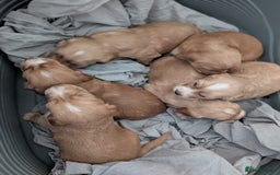 Cocker Spaniel dogs for sale: Golden and red working cocker spaniels  - Image 9