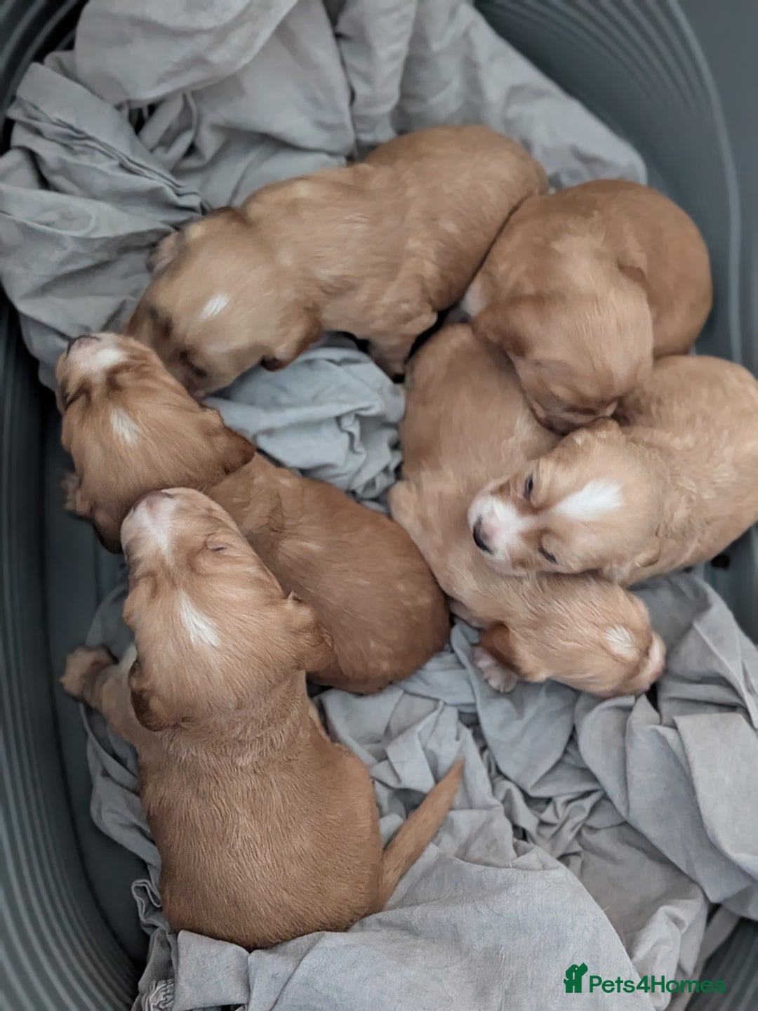 Cocker Spaniel dogs for sale: Golden and red working cocker spaniels  - Image 9