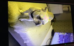 French Bulldog dogs for sale: French bulldog puppies  - Image 20