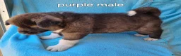 Akita dogs for sale: Akita pups in Middlesbrough - Advert 6