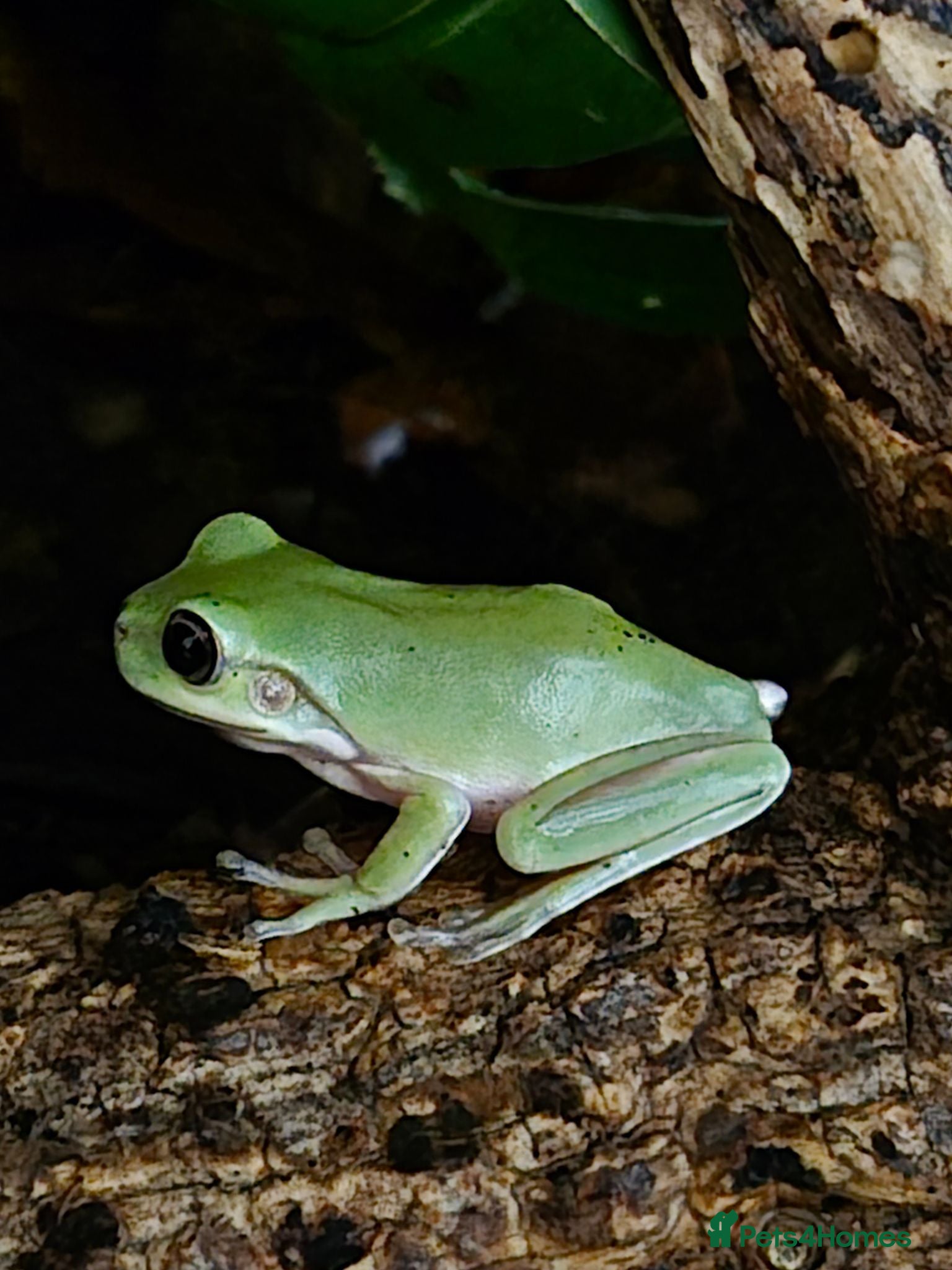 Frog reptiles Various frog species - Advert 2