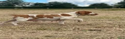 Bracco Italiano dogs for sale: Bracco Italiano puppy girl  - Advert 5