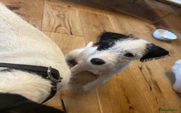 Jack Russell dogs for sale: Jackrussell puppy female  - Image 2