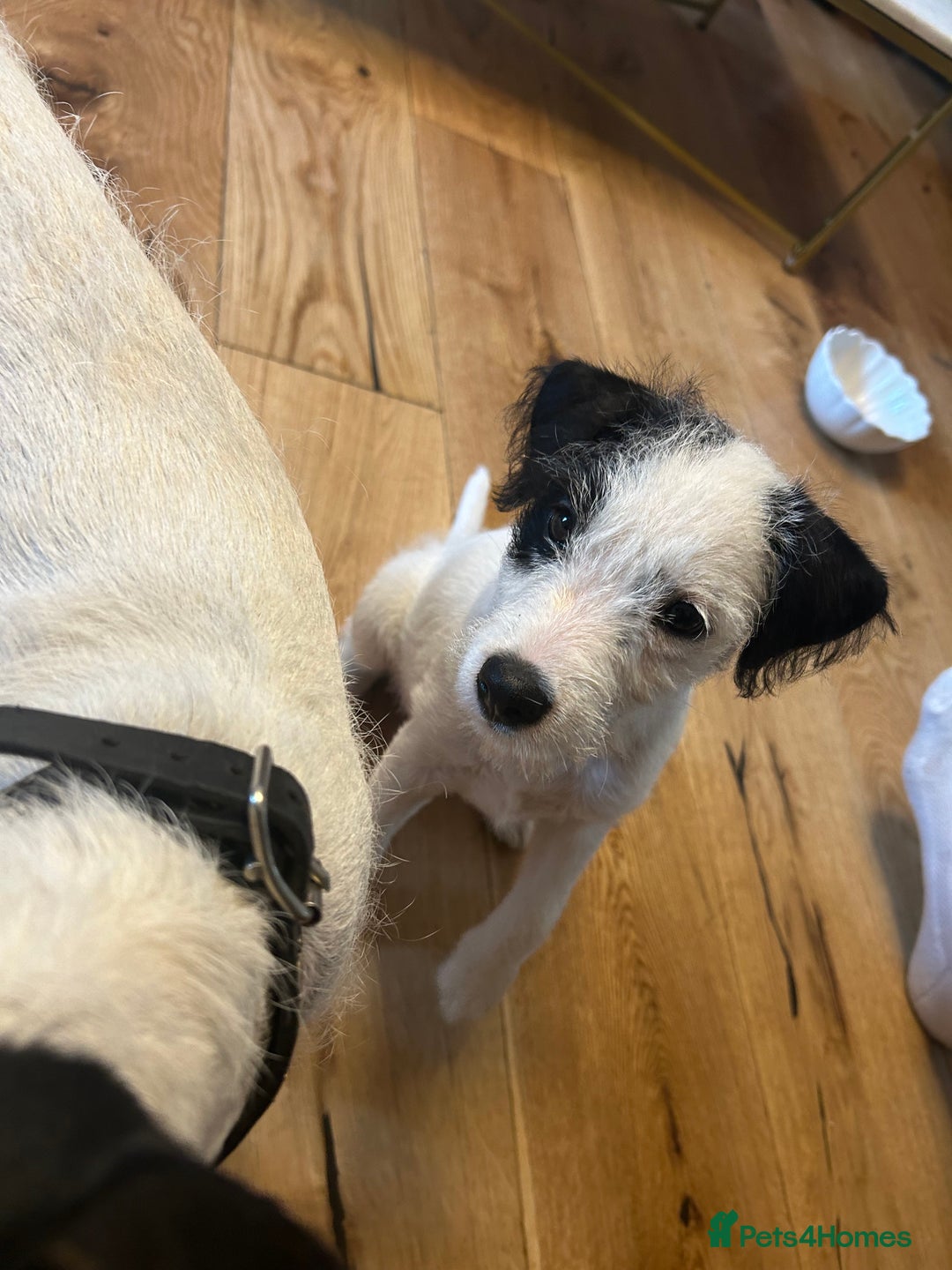 Jack Russell dogs for sale: Jackrussell puppy female  - Image 2