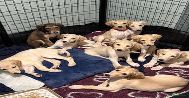 Saluki dogs Saluki  - Advert 13