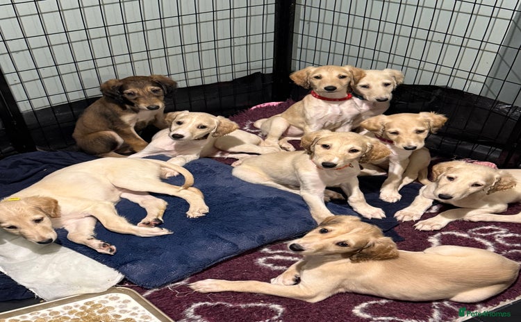 Saluki dogs - Advert 7