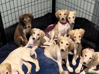 Saluki dogs for sale - Advert 1