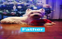 West Highland Terrier dogs for sale: West Highland  White Terrier Puppies  - Image 9