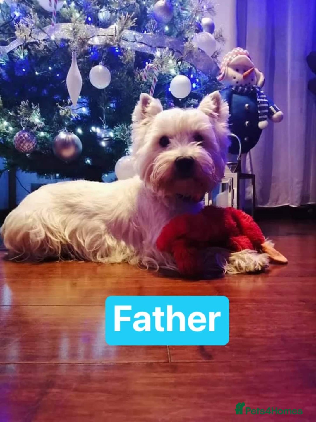 West Highland Terrier dogs for sale: West Highland  White Terrier Puppies  - Image 9