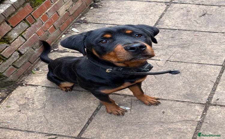 Rottweiler dogs - Advert 1
