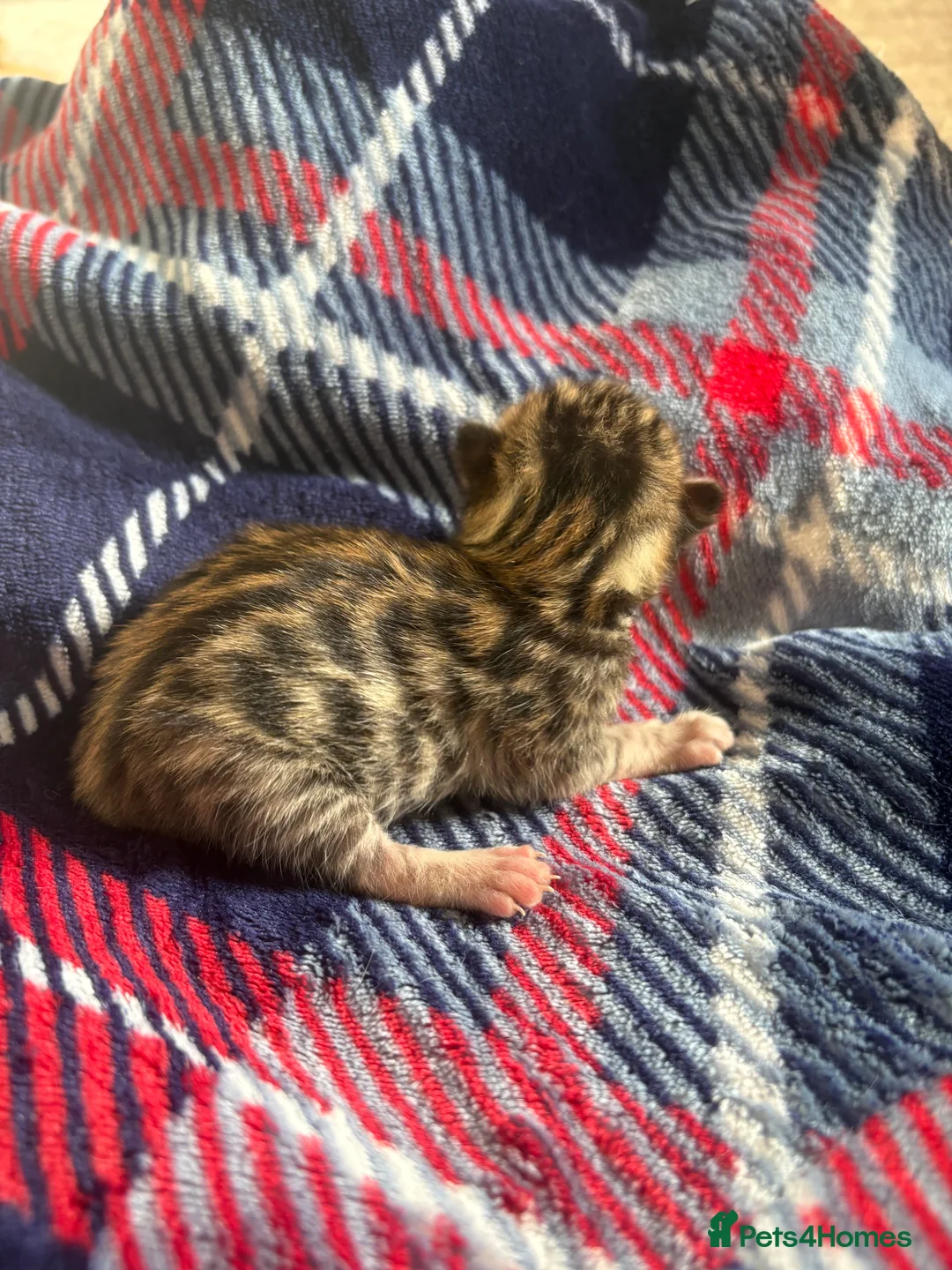 Bengal cats for sale: Pure Bengal kittens  in Oswestry - Advert 5