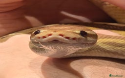 Python Snake reptiles for sale: Banana Royal Python - Image 1