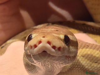 Python Snake reptiles for sale - Advert 1