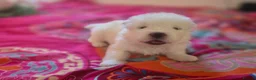 Samoyed dogs for sale: 🐾 Beautiful Samoyed Puppies Available 🐾 - Advert 24
