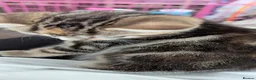 Mixed Breed cats for sale: Calico girl - Advert 12