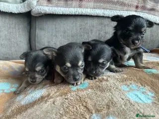 Chihuahua dogs Chihuahua puppies - Advert 8