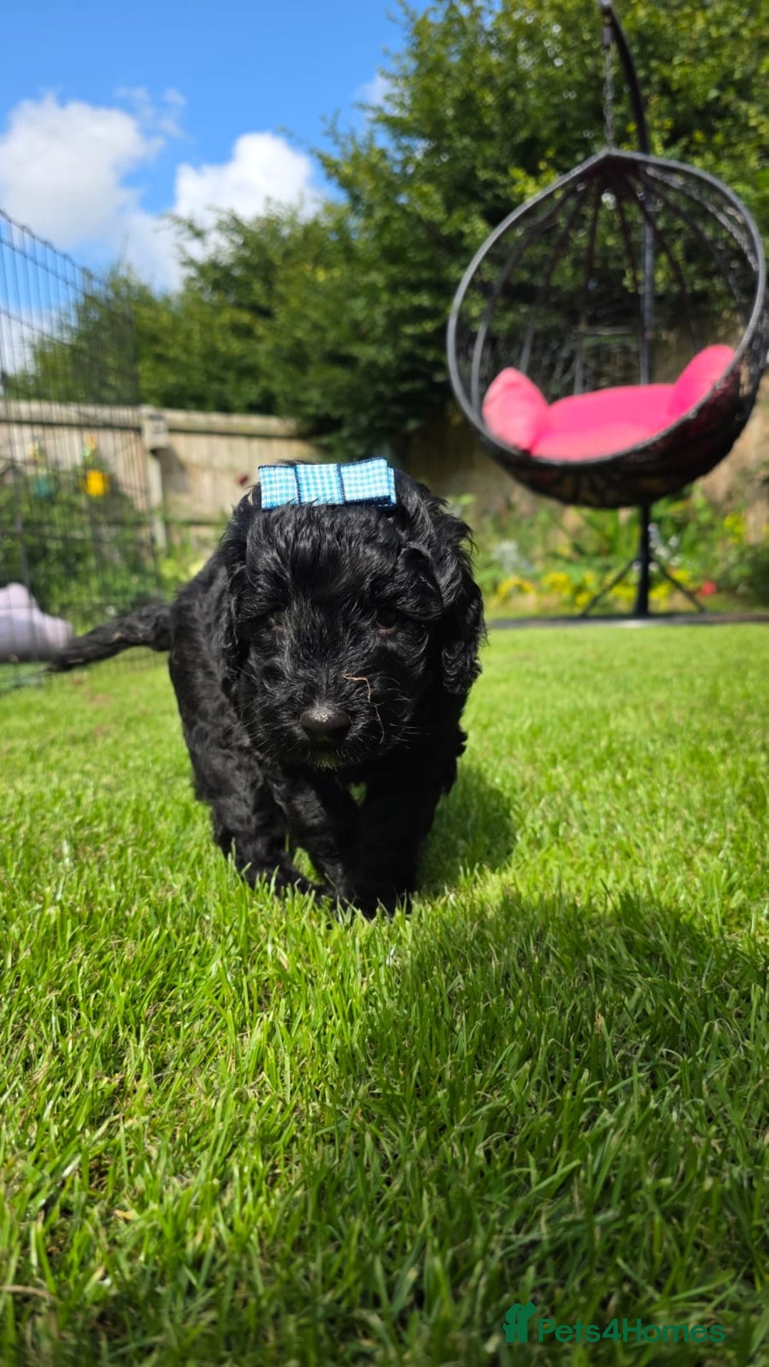 Australian Labradoodle dogs for sale: Reduced-Multigen Aussie Labradoodles curly/nonshed - Image 23