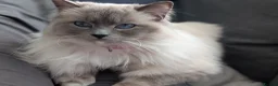 Ragdoll cats for sale: Dual registered Beautiful Blue Mitted Ragdoll Boy - Advert 2