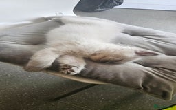 Ragdoll cats for sale: Ragdoll kittens 2 STILL LOOKING FOR LOVING HOMES - Image 16
