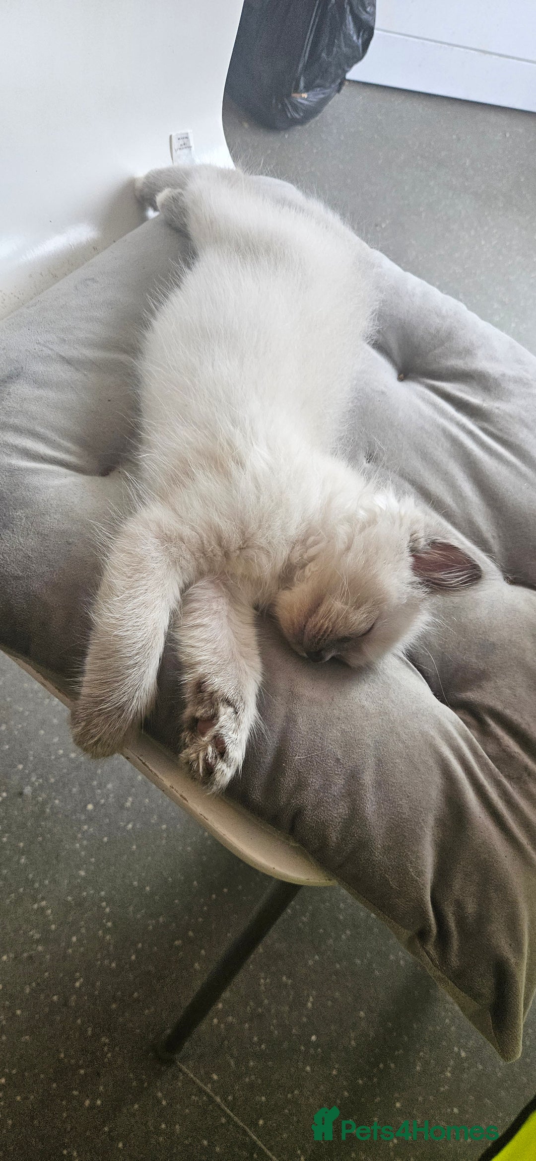Ragdoll cats for sale: Ragdoll kittens 2 STILL LOOKING FOR LOVING HOMES - Image 16