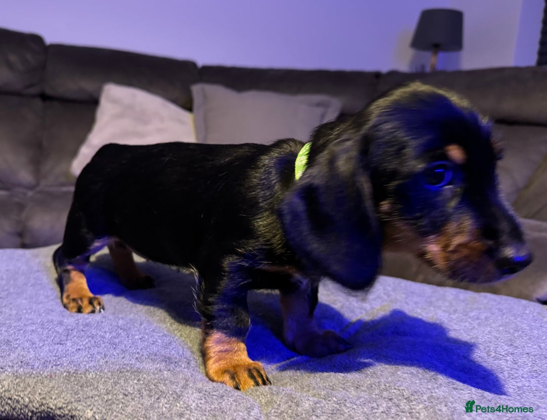 Dachshund dogs for sale: Gorgeous Standard wire haired & smooth Dachshunds - Advert 18