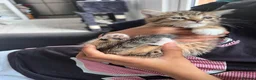 Mixed Breed cats for sale: Beautiful kitten  - Advert 9