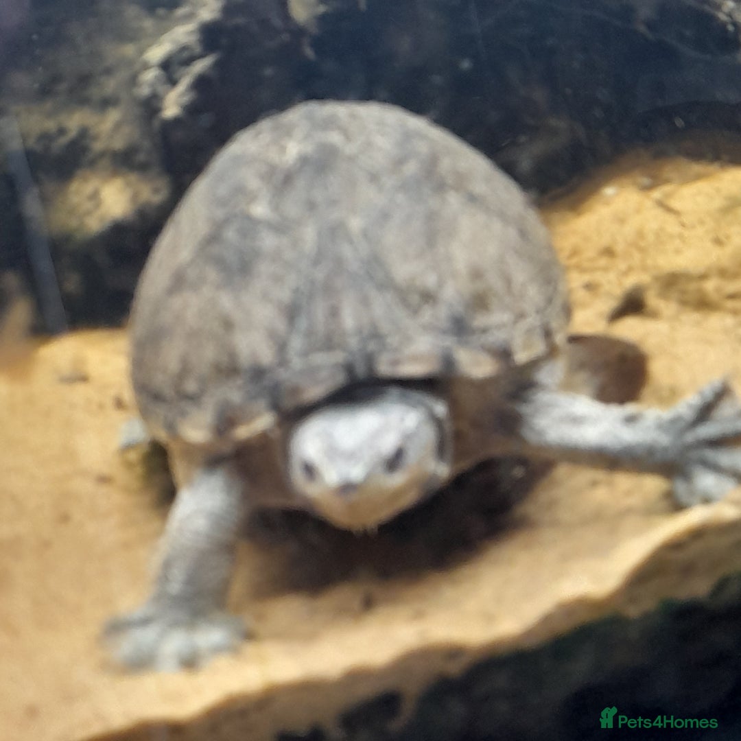 Gecko reptiles for sale: Geckos Fish Frogs full setups - Image 22