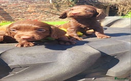 Cocker Spaniel dogs for sale: Cocker spaniel pups - Image 7