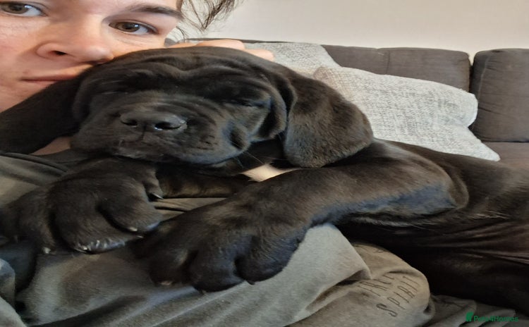 Cane Corso dogs for sale - Advert 2