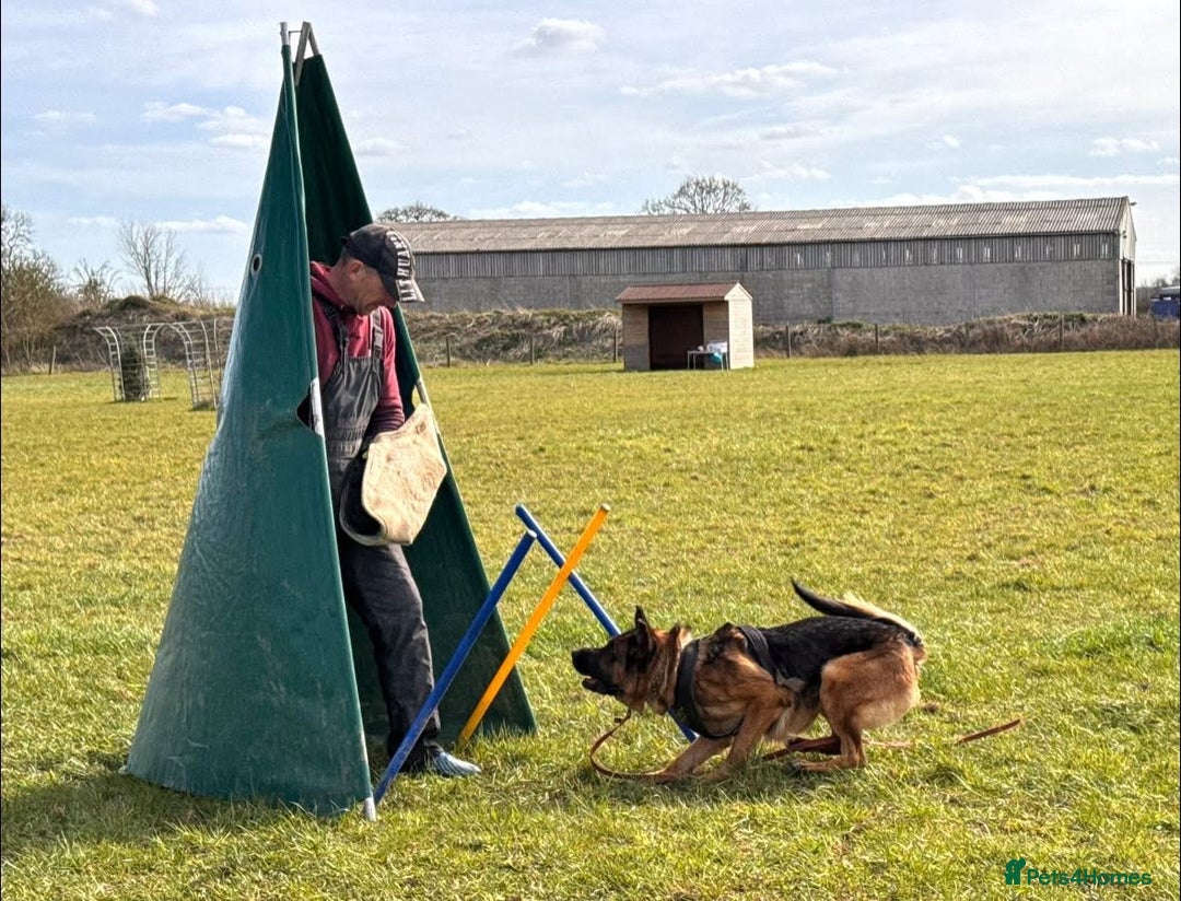 German Shepherd dogs for sale: Last female-health and temperament tested parents - Image 14